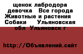 щенок лабродора девочка - Все города Животные и растения » Собаки   . Ульяновская обл.,Ульяновск г.